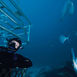 Det speciella med Rodney Fox Shark Expeditions är att hajburen inte bara hänger i ytan utan också sänks ner på bottnen. Det speciella med Rodney Fox Shark Expeditions är att hajburen inte bara hänger