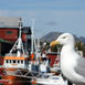 Lofoten – Dykning i tareparadiset 