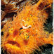 Makro, mimick och mandariner – Lembeh Strait, muck-divingens mecka Makro, mimick och mandariner – Lembeh Strait, muck-divingens mecka