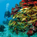 ABC-öarna – Aruba, Bonaire och Curaçao ABC-öarna – Aruba, Bonaire och Curaçao