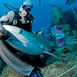 Bahamas – På hajcirkus hos Stuart Cove Bahamas – På hajcirkus hos Stuart Cove