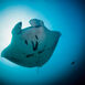 Thailands havsinvånare - en marinbiologisk uppdatering inför vinterns folkvandring Thailands havsinvånare - en marinbiologisk uppdatering inför vinterns folkvandri