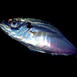 Taggmakrill