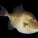 Grå tryckarfisk