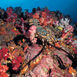 Fiji