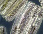 Varmare hav dödar livsviktiga plankton Varmare hav dödar livsviktiga plankton