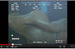 Deepstaria enigmatica. Screenshot: Cascade Creature youtube