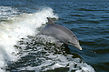 Delfin Foto: Wikipedia