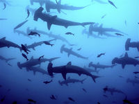 Hammarhajar Galapagos Hammarhajar Galapagos