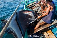 Foto: Manta Ray of Hope / Shark Savers / WildAid Foto: Manta Ray of Hope / Shark Savers / WildAid