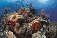 Wakatobi Wakatobi