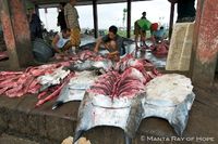 Foto: Manta Ray of Hope / Shark Savers / WildAid Foto: Manta Ray of Hope / Shark Savers / WildAid