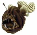 Humpback anglerfish Humpback anglerfish