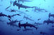 Hammarhajar Galapagos Hammarhajar Galapagos