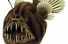 Humpback anglerfish Humpback anglerfish
