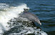 Delfin Foto: Wikipedia Delfin Foto: Wikipedia