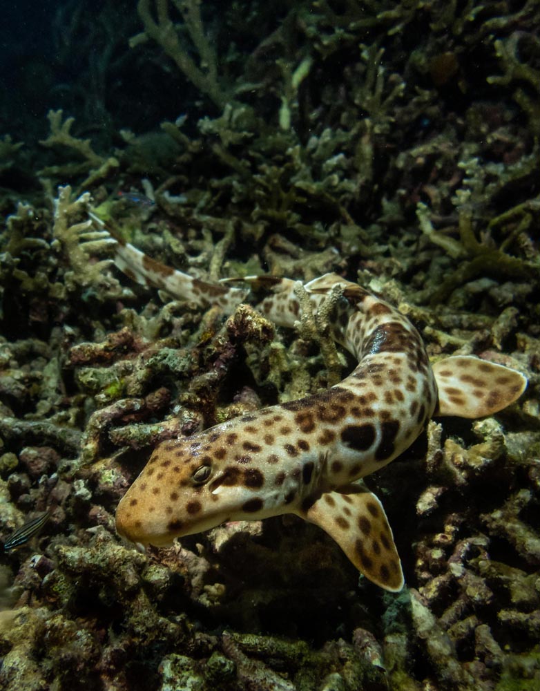 Leopard Cod Raja Ampat – Fishocalypse in the Last Paradise | DYK