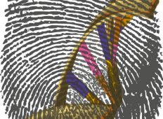 Djurens CSI – det genetiska fingeravtrycket
