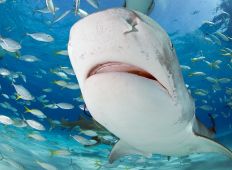 Sharkoholics – bland hajmissbrukare på Bahamas