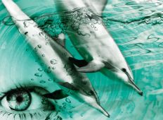 Doping – lär av havsdäggdjuren