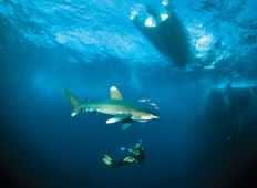 De fyras gäng – hajarna du bör ha koll på