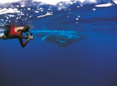 Simma med jättar – möte med Tongas knölvalar