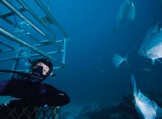 Det speciella med Rodney Fox Shark Expeditions är att hajburen inte bara hänger 