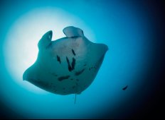 Thailands undervandsindbyggere - En marinebiologisk opdatering