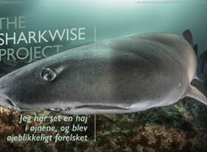 The SharkWise Project – Jeg har set en haj i øjnene, og blev øjeblikkeligt forelsket