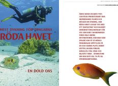 Mest dykning för pengarna – Röda Havet