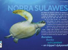 Norra Sulawesi – Bunaken, Bangka och Lembeh. En trippel i dykparadis