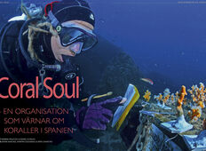 Coral Soul – en organisation som värnar om koraller i Spanien