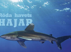 Röda havets hajar