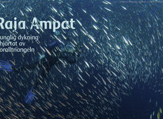 Raja Ampat – Kunglig dykning i hjärtat av koralltriangeln