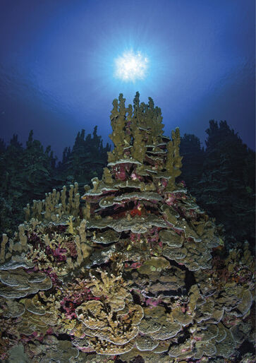 Tempel