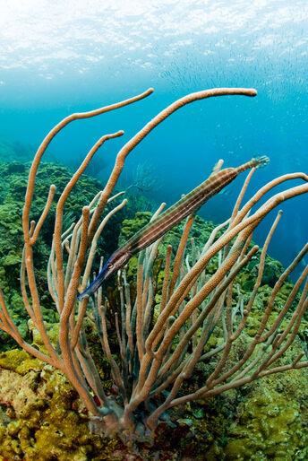 Tobago – för stora och små Tobago – för stora och små