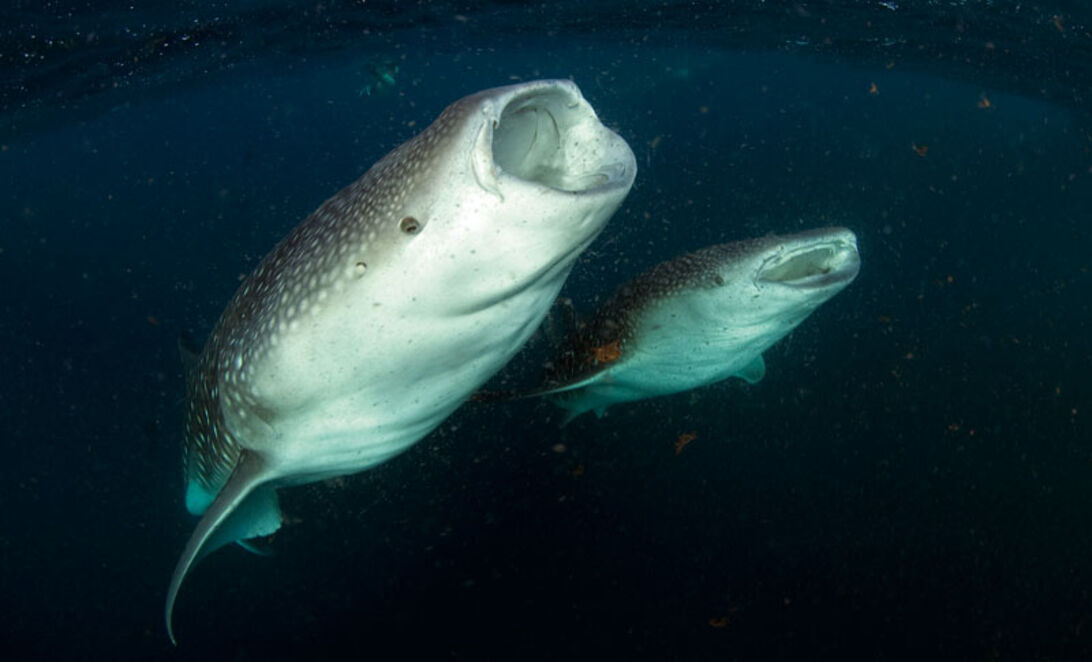 Valhajarna i Djibouti  – närkontakt med havets största fisk