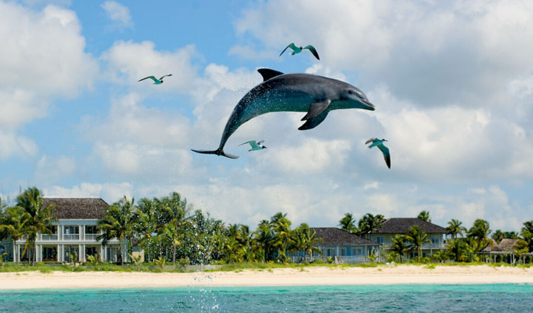 Delfiner, hajar och blå hål – storstilat på Bahamas