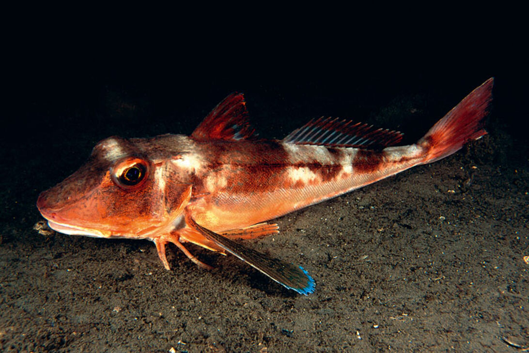 Närbild – Sydlige fiskearter 