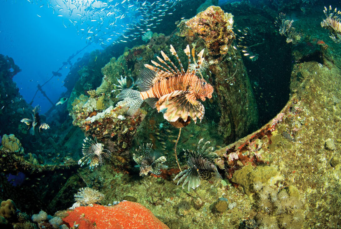 Från norr till söder – egyptiska Röda Havet