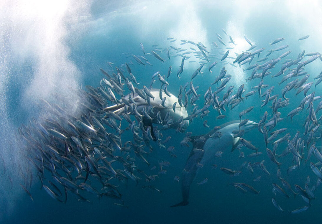 Rusningstrafik – Sardine Run i Sydafrika 