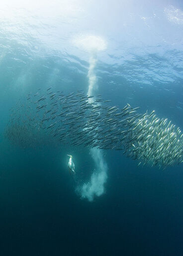 Rusningstrafik – Sardine Run i Sydafrika 