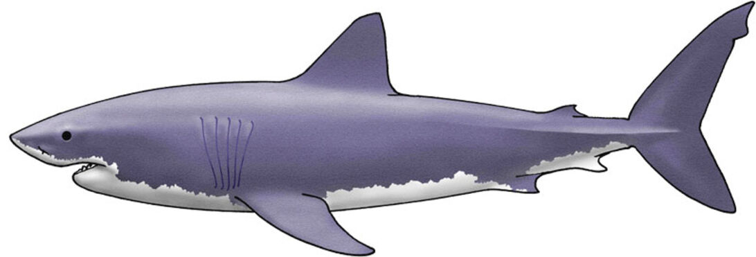 De fyras gäng – hajarna du bör ha koll på