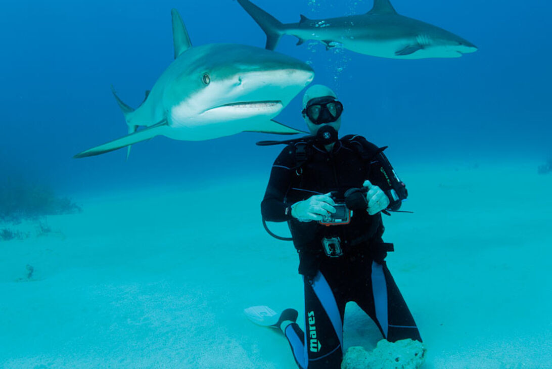 En dag på jobbet - hajmatare på Bahamas