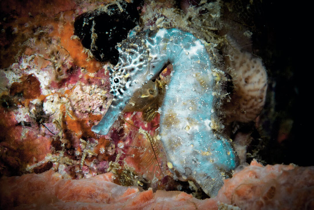 Filippinerna – med bangka 