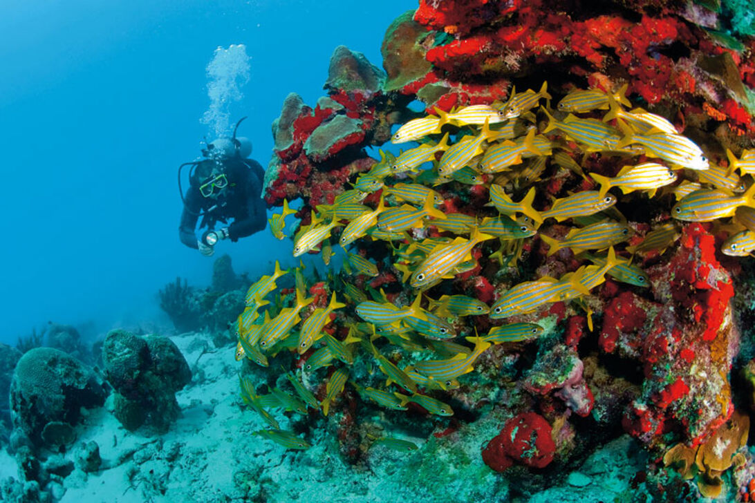 ABC-öarna – Aruba, Bonaire och Curaçao