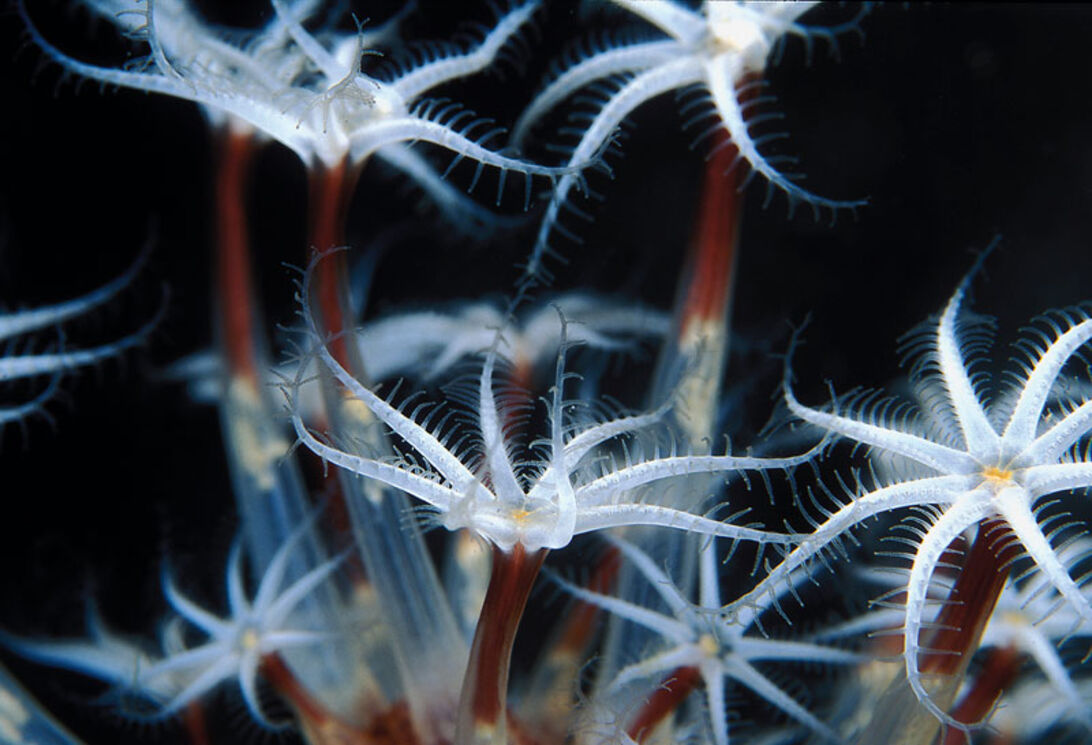 Thailands havsinvånare - en marinbiologisk uppdatering inför vinterns folkvandring  Thailands havsinvånare - en marinbiologisk uppdatering inför vinterns folkvandri