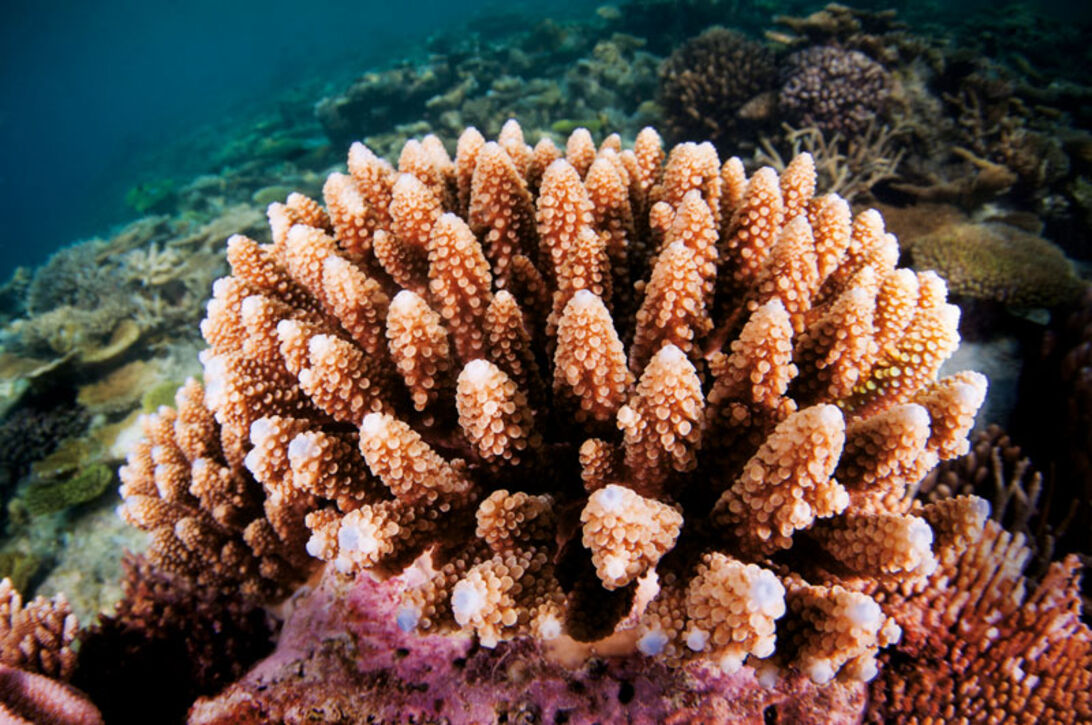 Thailands havsinvånare - en marinbiologisk uppdatering inför vinterns folkvandring  Thailands havsinvånare - en marinbiologisk uppdatering inför vinterns folkvandri