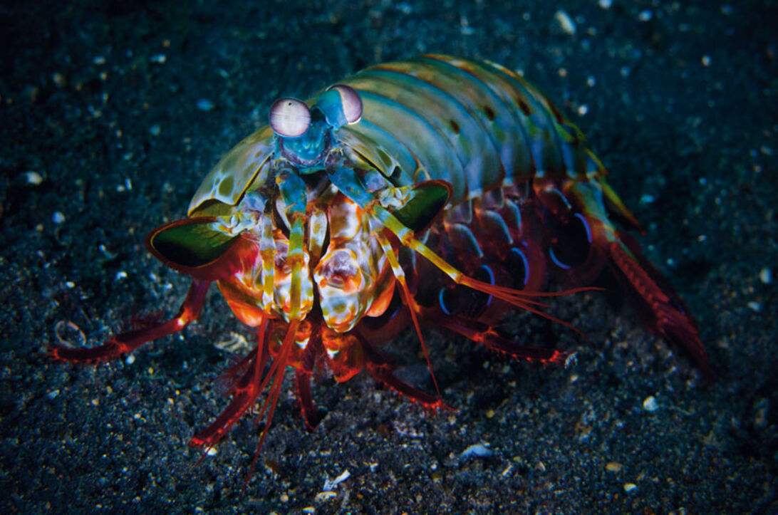 Thailands havsinvånare - en marinbiologisk uppdatering inför vinterns folkvandring  Thailands havsinvånare - en marinbiologisk uppdatering inför vinterns folkvandri