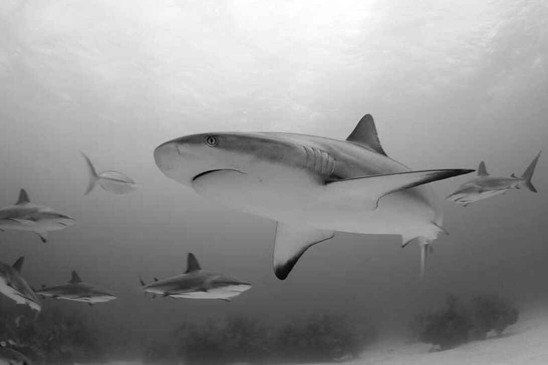 Jennie Soriano – passion för hajar